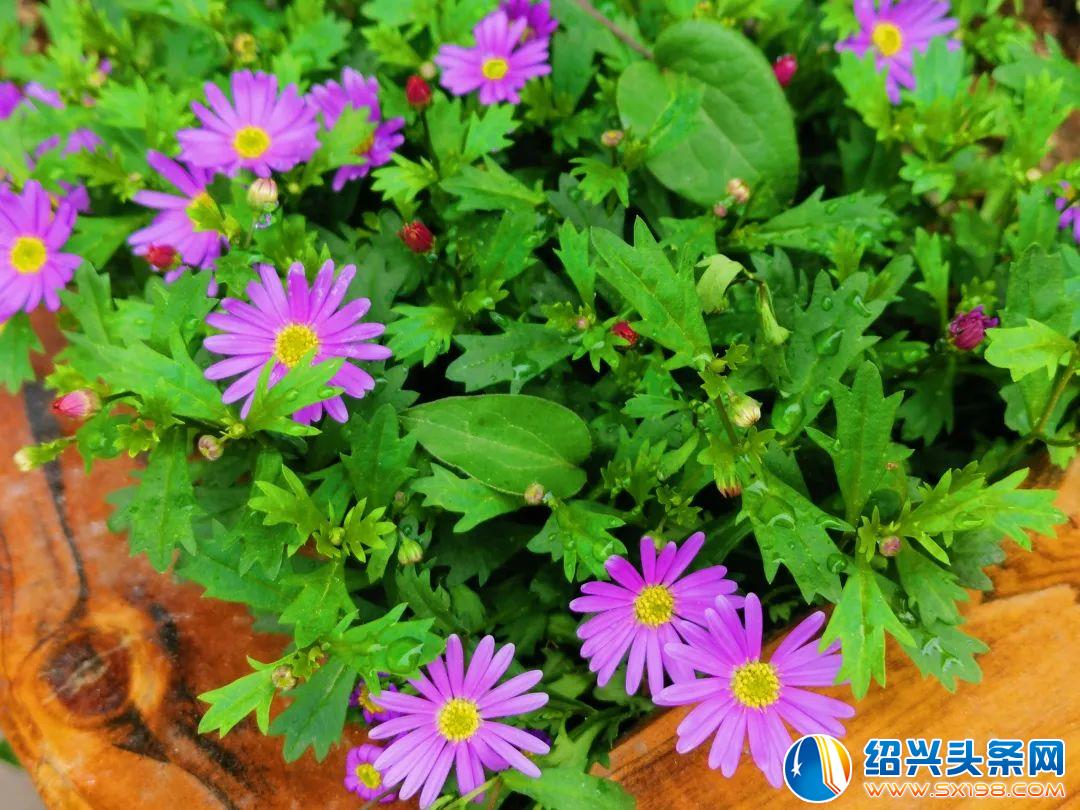 花已开-1