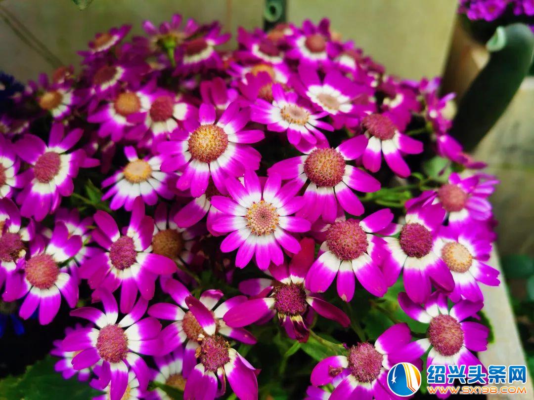 花已开-6