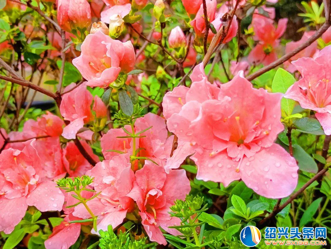 花已开-4