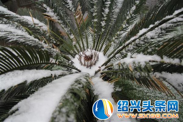 冬月的鹅毛初雪-2