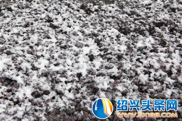 冬月的鹅毛初雪-1