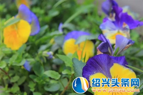 花草生活专场 花草生活专场