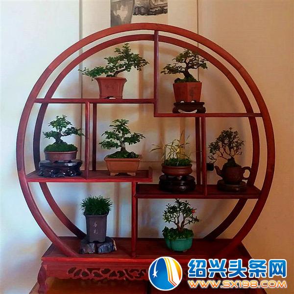 金德隆围炉盆景展销会-2 金德隆围炉盆景展销会-2