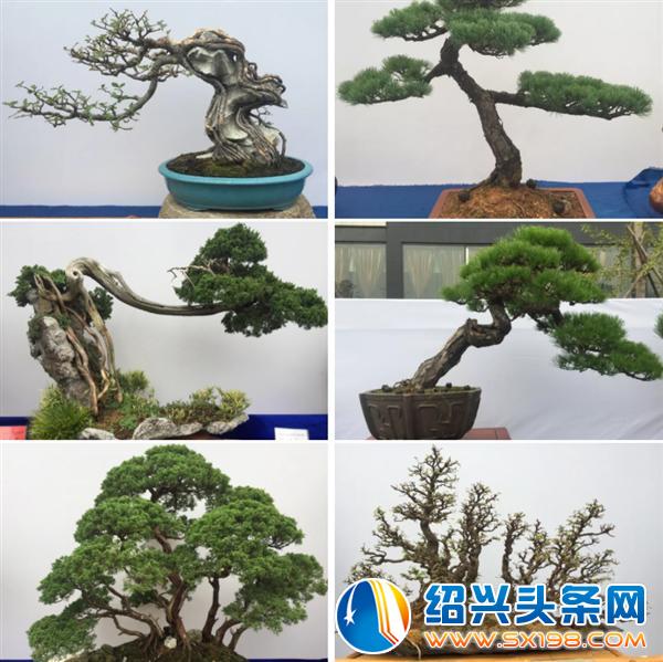 金德隆围炉盆景展销会将于五一期间盛大举办-1 金德隆围炉盆景展销会将于五一期间盛大举办-1