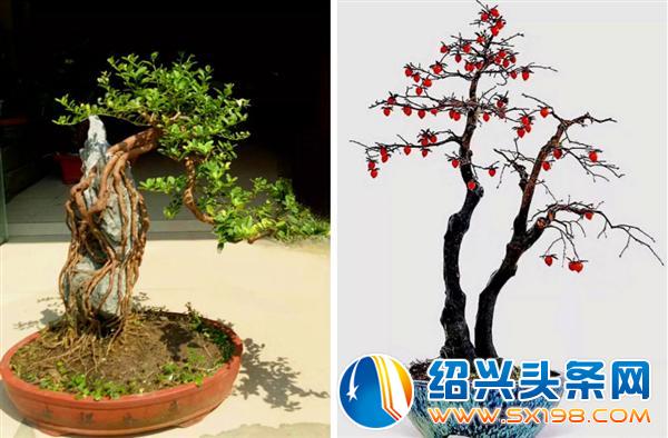 金德隆围炉盆景展销会-5 金德隆围炉盆景展销会-5