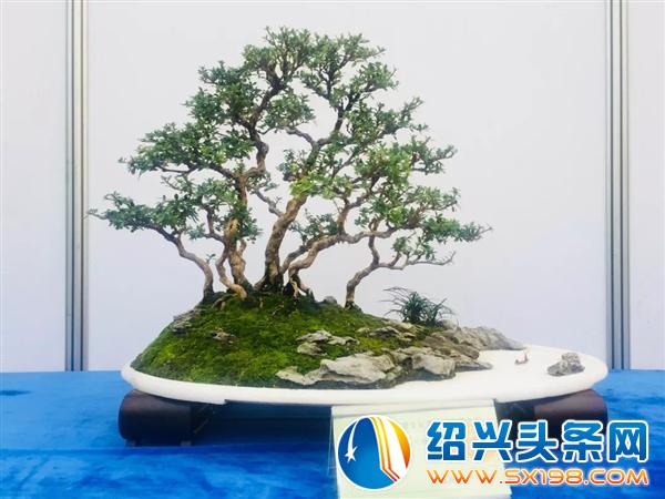 金德隆围炉盆景展销会将于五一期间盛大举办-8 金德隆围炉盆景展销会将于五一期间盛大举办-8