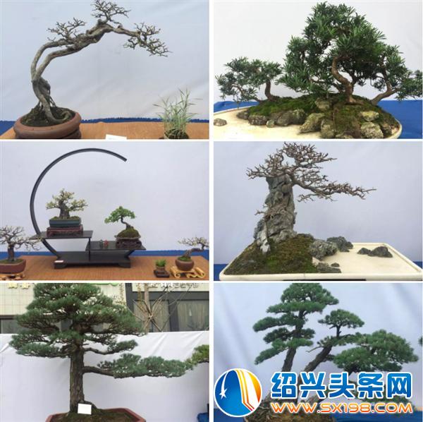 金德隆围炉盆景展销会将于五一期间盛大举办-3 金德隆围炉盆景展销会将于五一期间盛大举办-3