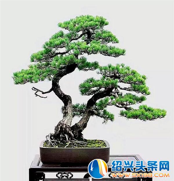 金德隆围炉盆景展销会-7 金德隆围炉盆景展销会-7