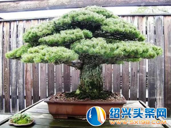 世界上最美的-1