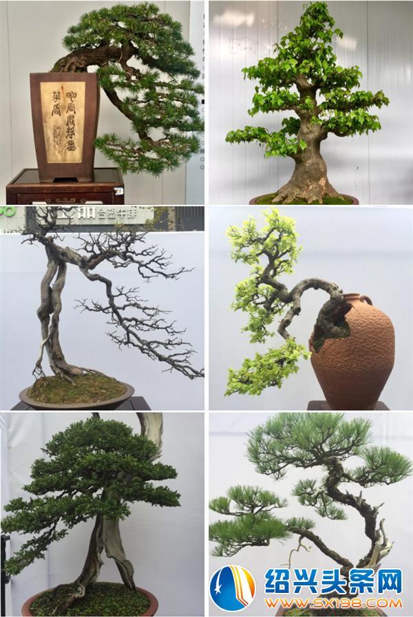 金德隆围炉盆景展销会将于五一期间盛大举办-2 金德隆围炉盆景展销会将于五一期间盛大举办-2