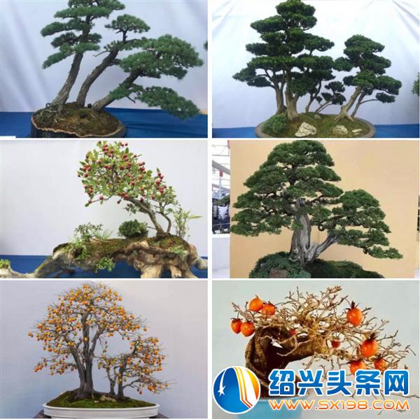 金德隆围炉盆景展销会将于五一期间盛大举办-4 金德隆围炉盆景展销会将于五一期间盛大举办-4