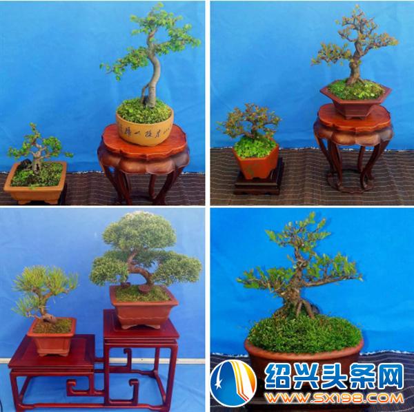 金德隆围炉盆景展销会-4-1 金德隆围炉盆景展销会-4-1