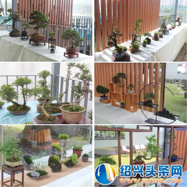 这些活的艺术正在走进千家万户-4 这些活的艺术正在走进千家万户-4
