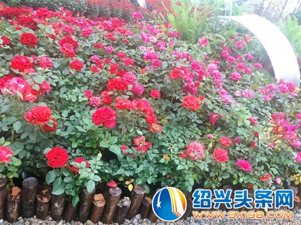 宏卉绿化创始人尹财武-12