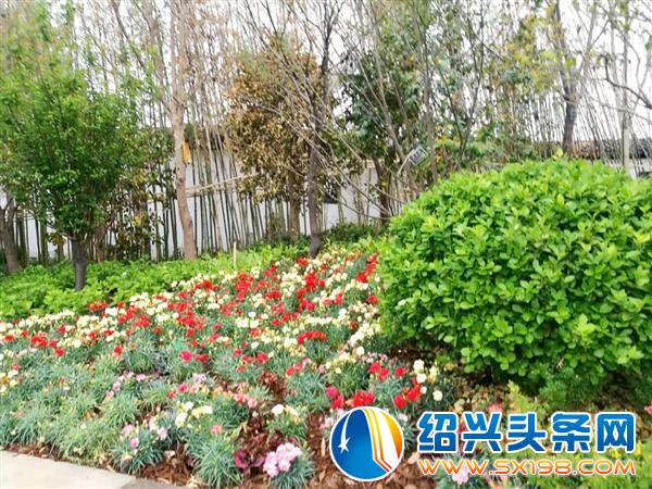 宏卉绿化创始人尹财武-11