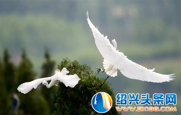 金德隆围炉盆景展-10