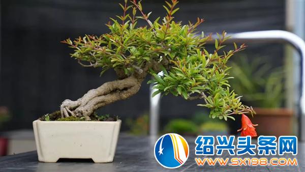 金德隆创意市集新添高颜值盆景-2 金德隆创意市集新添高颜值盆景-2
