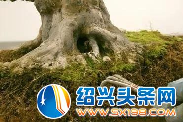 盆景入门-13