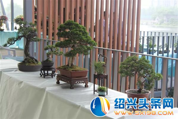 盆景入门-10