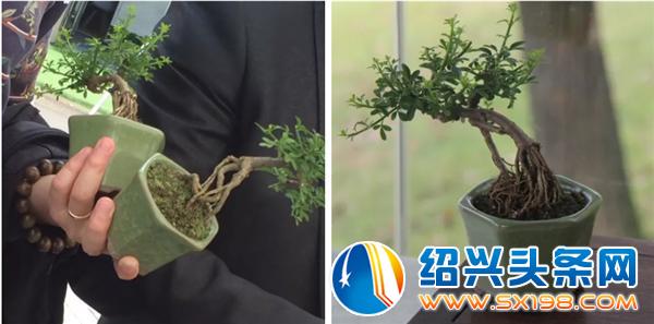 父亲节期间金德隆围炉盆景展销会蓄势再来-6 父亲节期间金德隆围炉盆景展销会蓄势再来-6