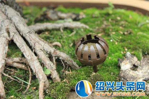 盆景入门-12