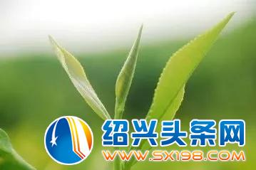 邀你品白茶-6