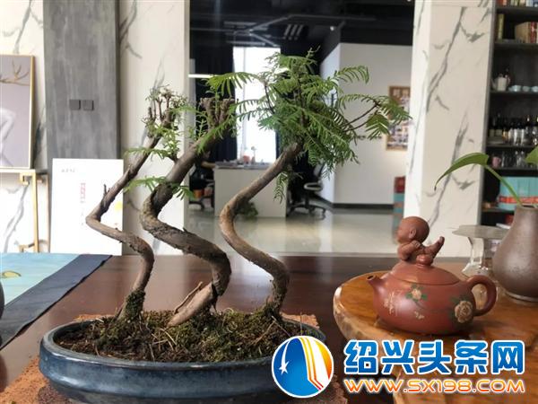 父亲节期间金德隆围炉盆景展销会蓄势再来-4 父亲节期间金德隆围炉盆景展销会蓄势再来-4