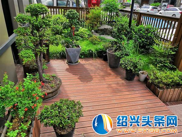 盆景入门 盆景入门