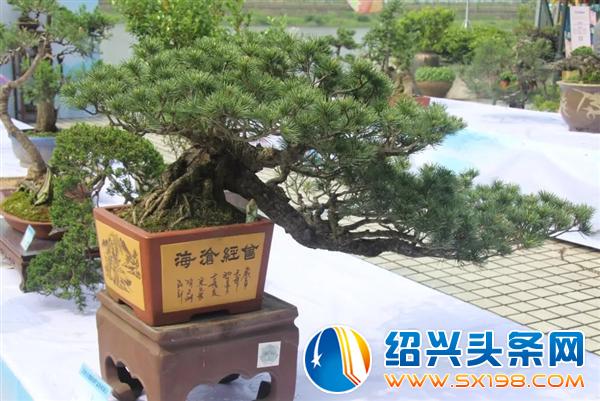 盆景入门-5
