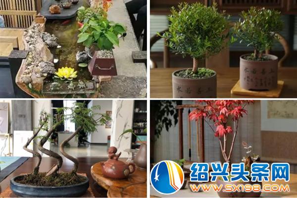 邀你品白茶-8