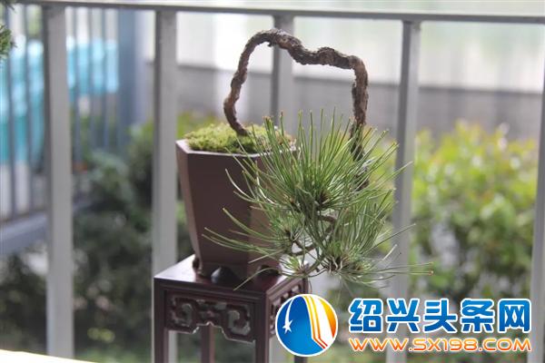 盆景入门-1
