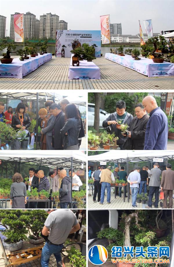 父亲节期间金德隆围炉盆景展销会蓄势再来 父亲节期间金德隆围炉盆景展销会蓄势再来