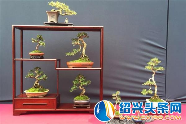 父亲节期间金德隆围炉盆景展销会蓄势再来-2 父亲节期间金德隆围炉盆景展销会蓄势再来-2
