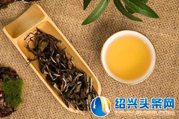 邀你品白茶-3