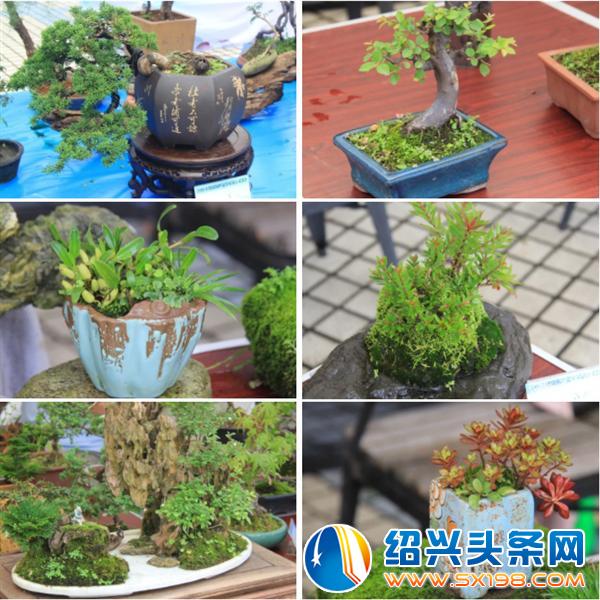 金德隆围炉盆景展-2