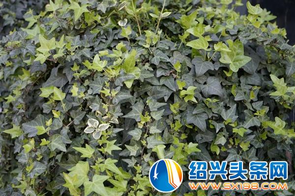 色迷金德隆-27 色迷金德隆-27