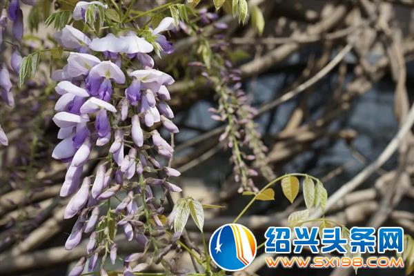 色迷金德隆-18