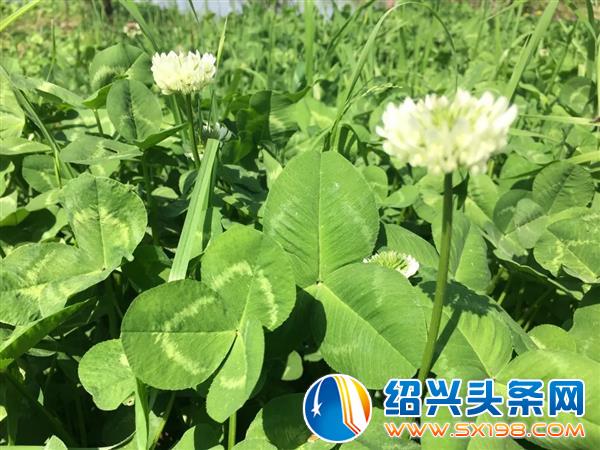 色迷金德隆-5