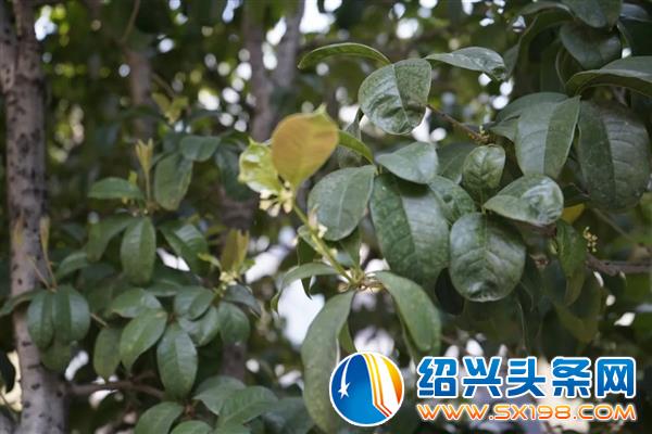 色迷金德隆-24