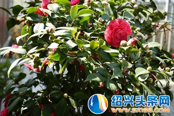 色迷金德隆-12