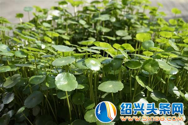 色迷金德隆-29