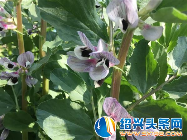色迷金德隆-6