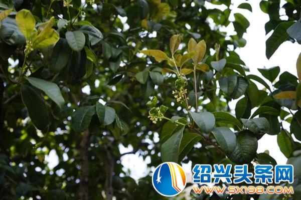 色迷金德隆-25