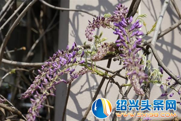 色迷金德隆-21