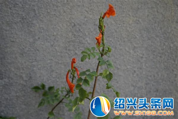 色迷金德隆-3