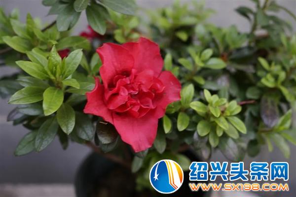 色迷金德隆-2