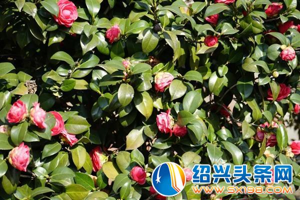 色迷金德隆-13