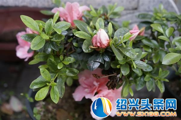 色迷金德隆-1