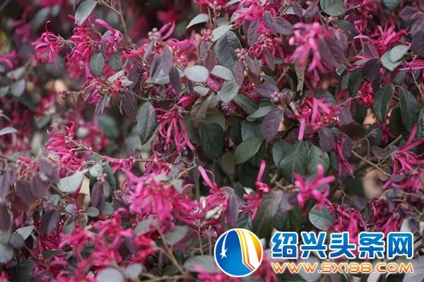 色迷金德隆-4
