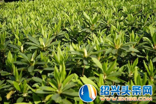 色迷金德隆-28 色迷金德隆-28